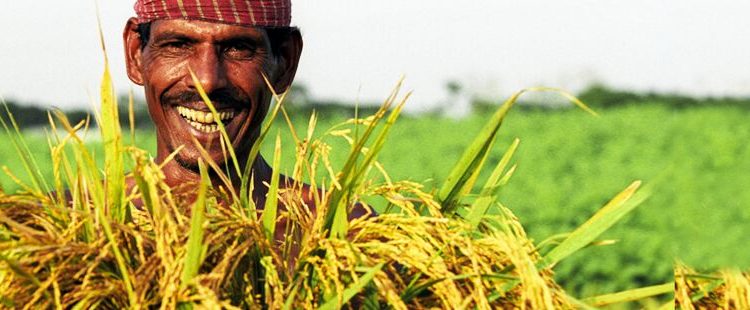 Integrated Food Policy Research Program