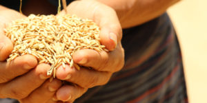 Households' Grain Reserve Stressed