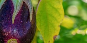 BLOG: Impact Study Demonstrates Bt Brinjal Helps Farmers Earn More With Less Pesticide