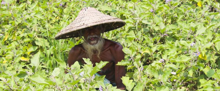 BT Brinjal Impact Assessment