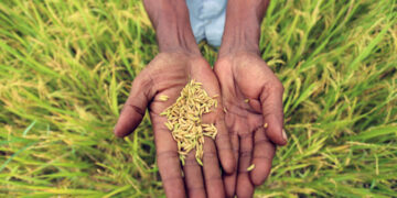 Fall in real prices of rice benefits consumers, hurts farmers